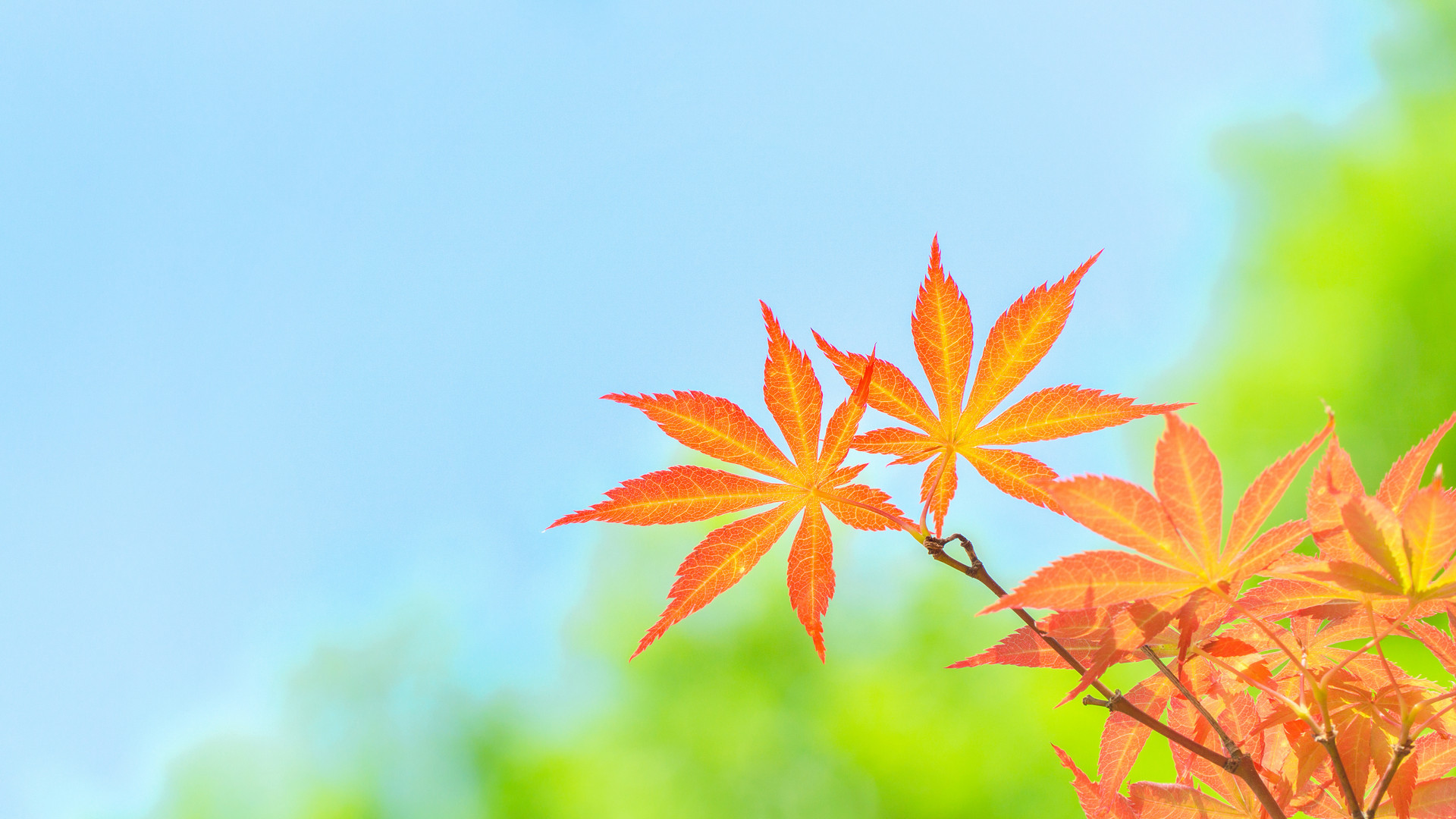 2024郑州幼儿师范高等专科学校录取分数线：最低295分（含各专业录取最低分）