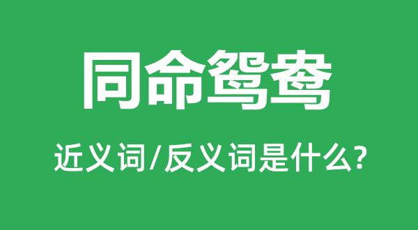 同命鸳鸯的近义词和反义词是什么,同命鸳鸯是什么意思